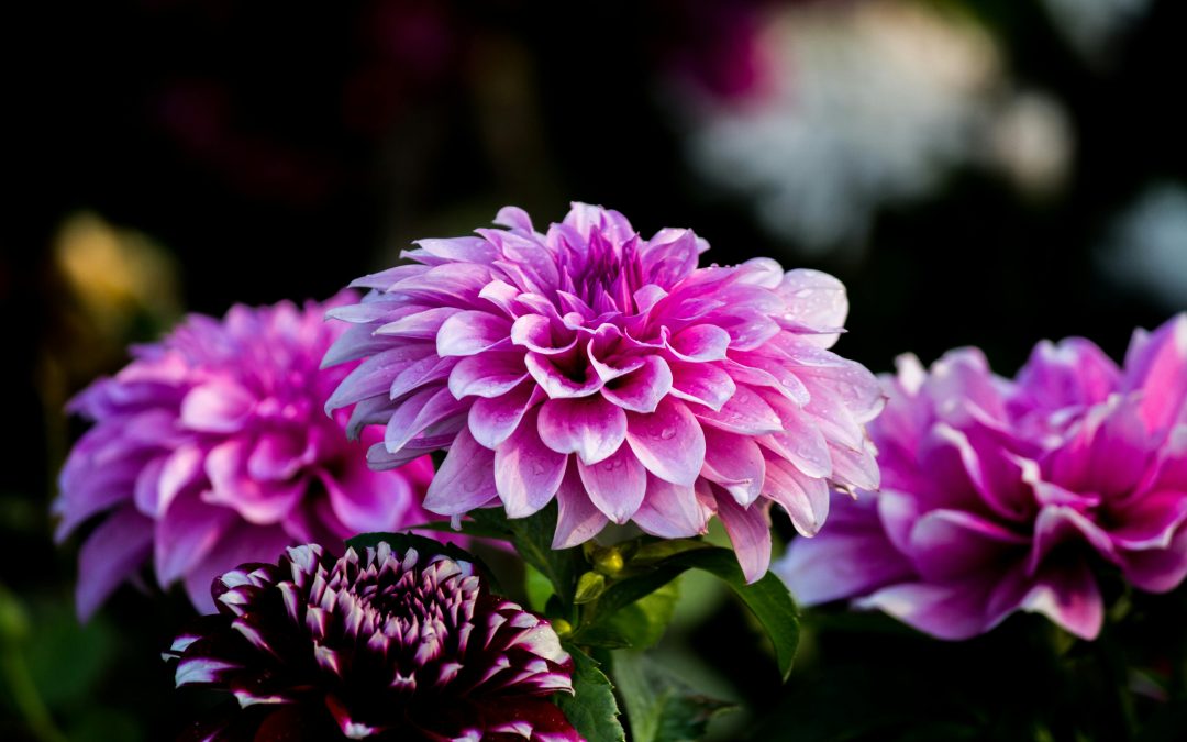 Las 5 flores típicas de Inglaterra